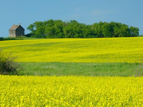 A Manitoba Homestead